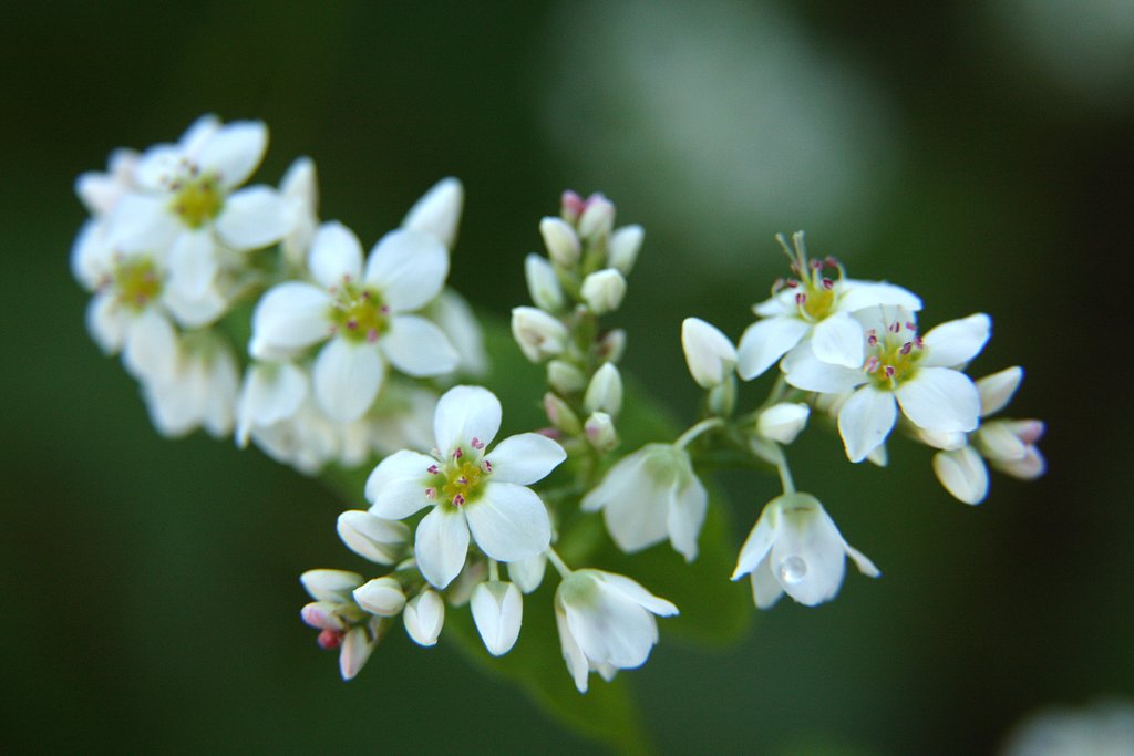ソバの花