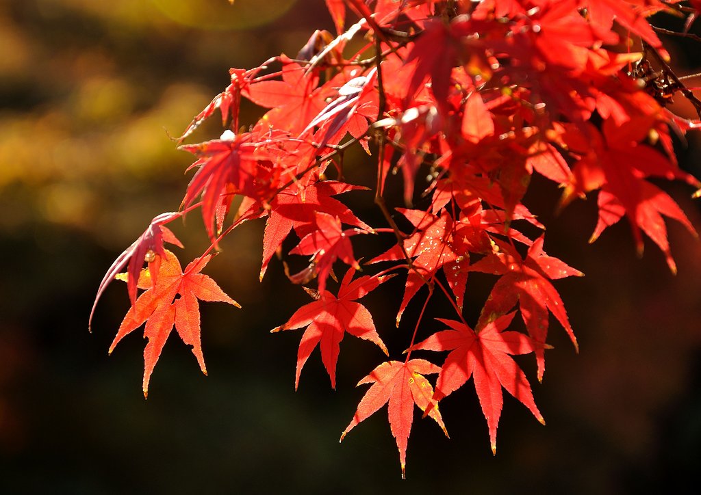 紅葉