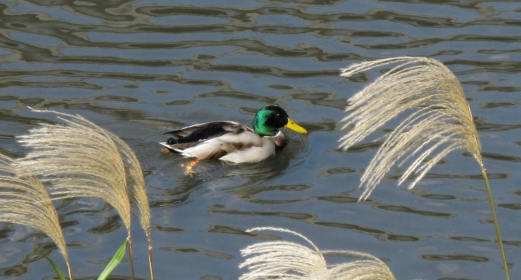 秋と鳥