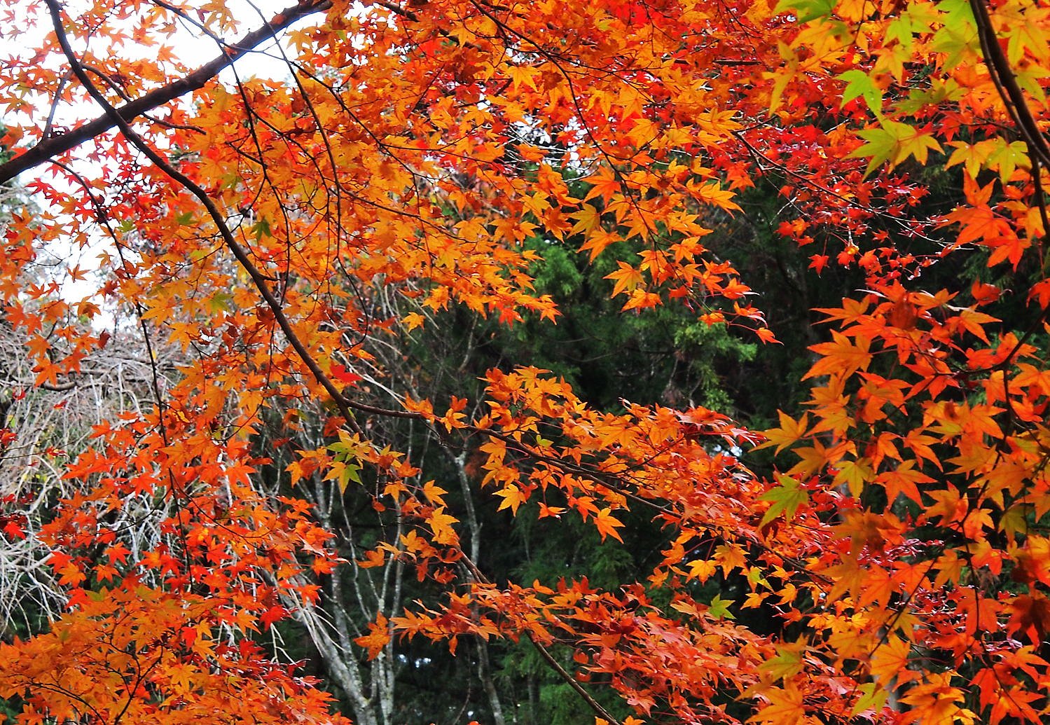 　醍醐寺の紅葉２