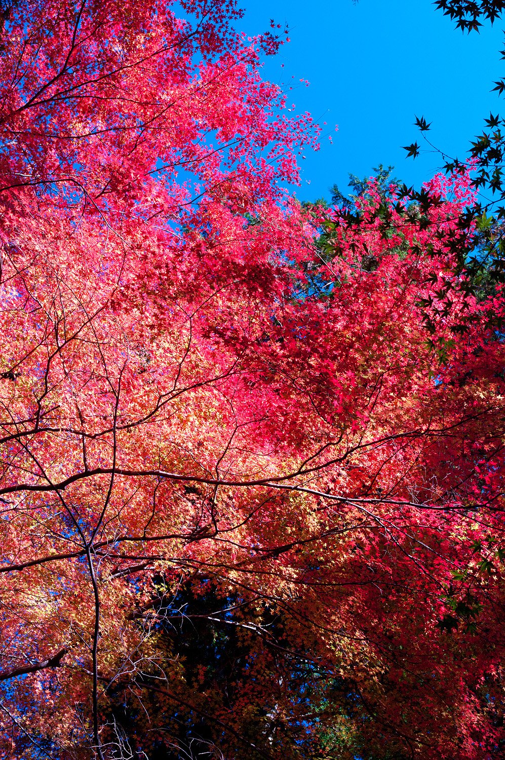 【絵のような】燃え上がる紅葉
