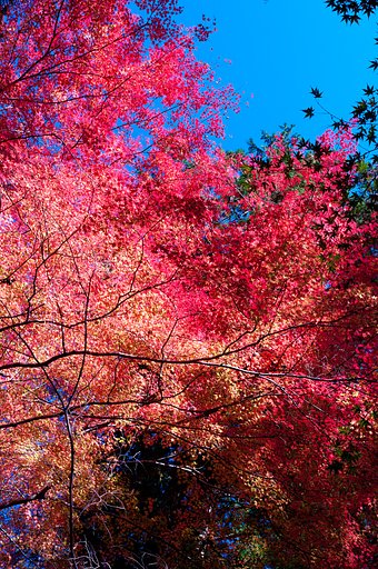 【絵のような】燃え上がる紅葉