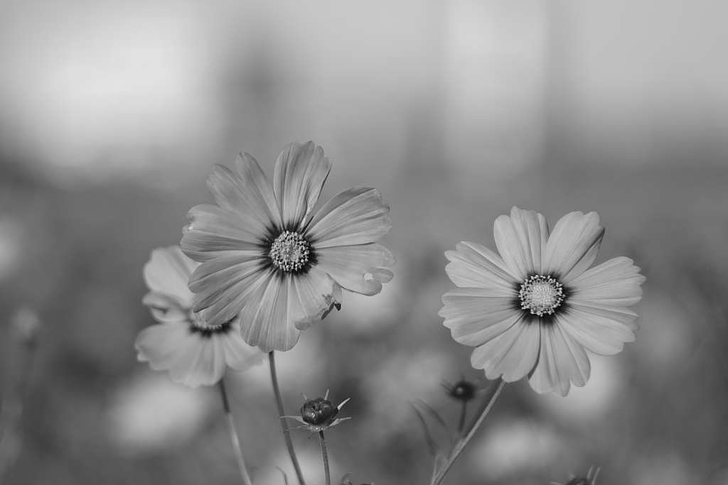 PENTACON 2.8/135