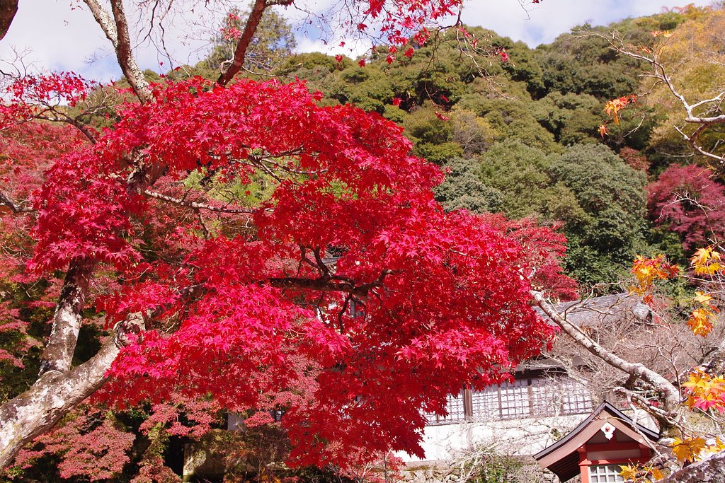 紅葉　箕面（みのう）