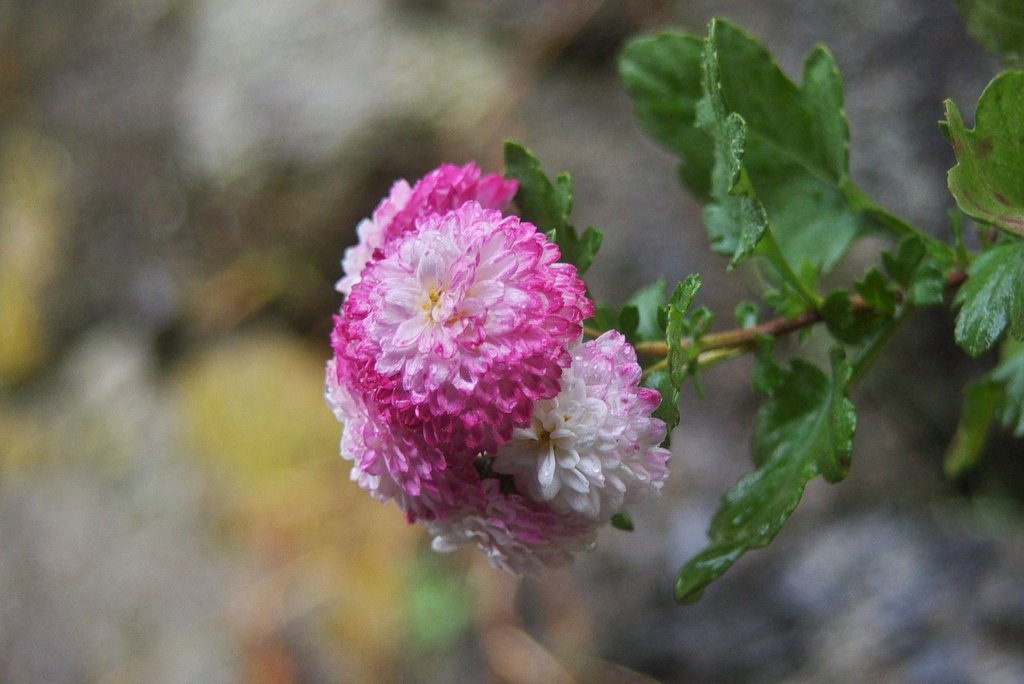 石垣から横に伸び小菊