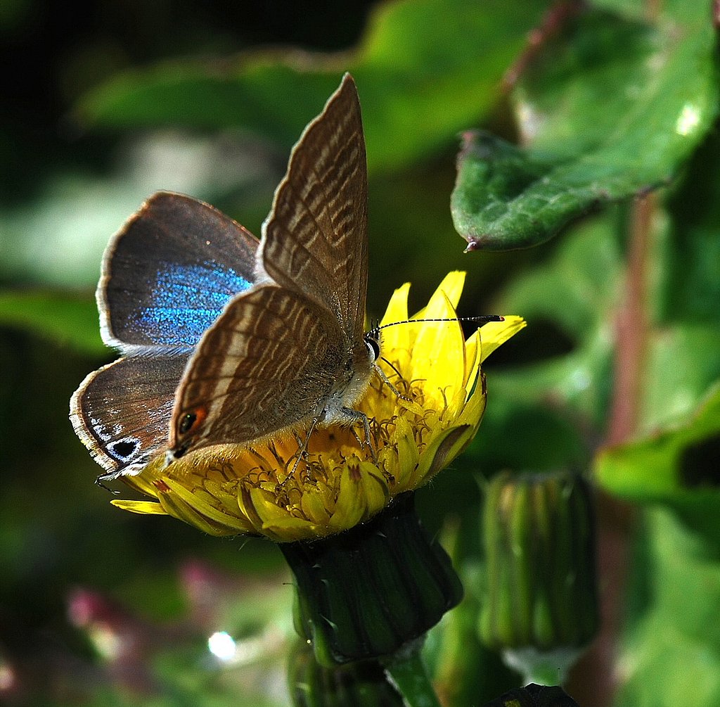 美しいウラナミシジミ