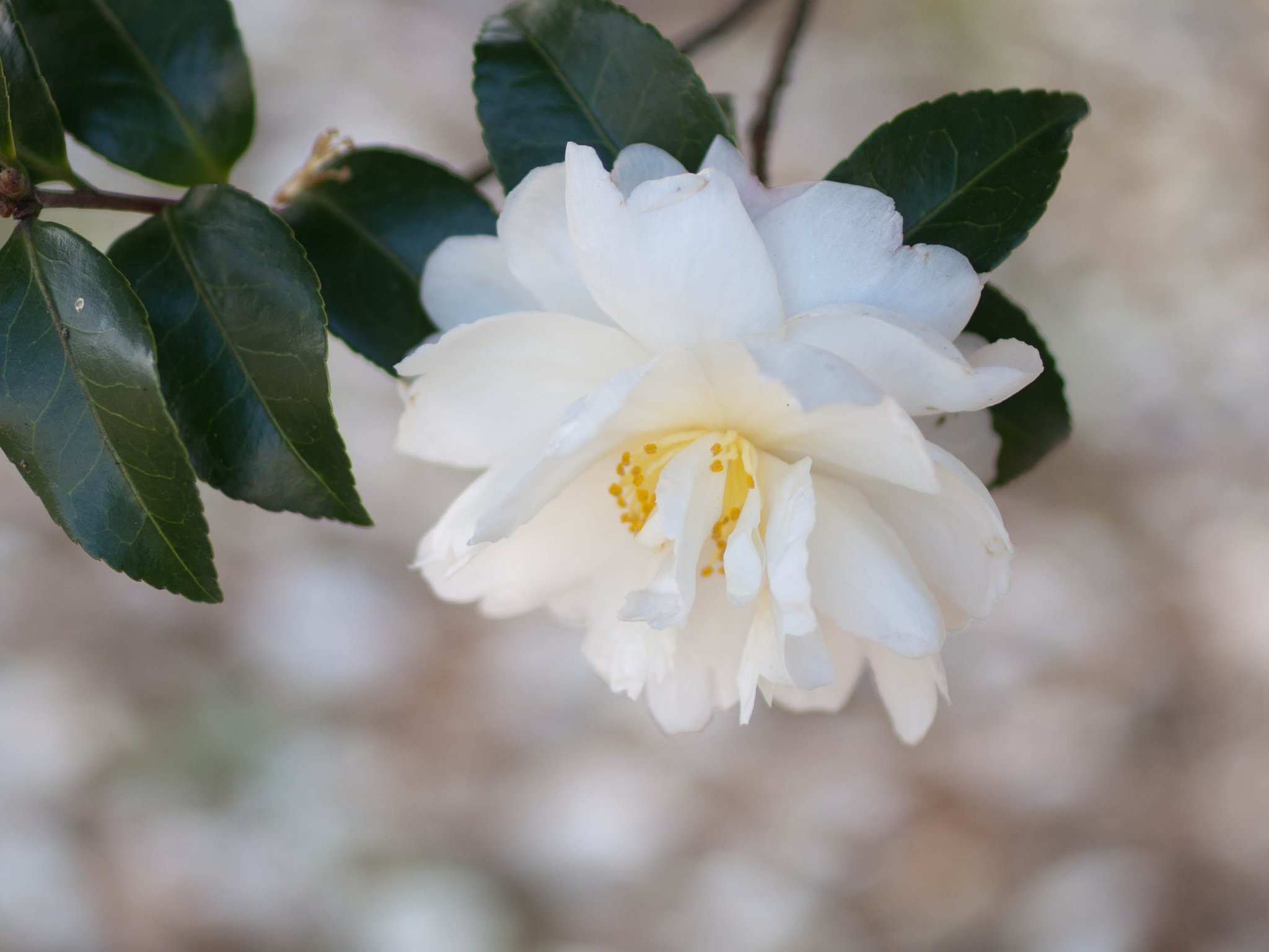白い山茶花