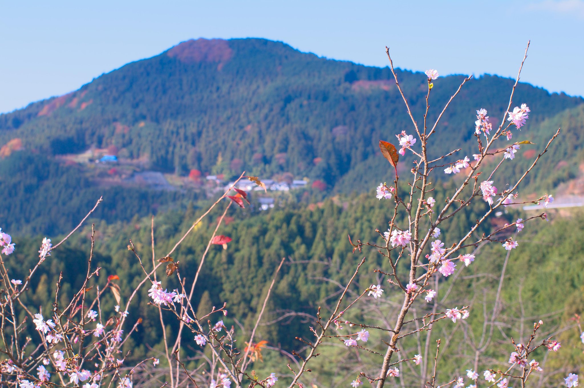 桜と紅葉・・・