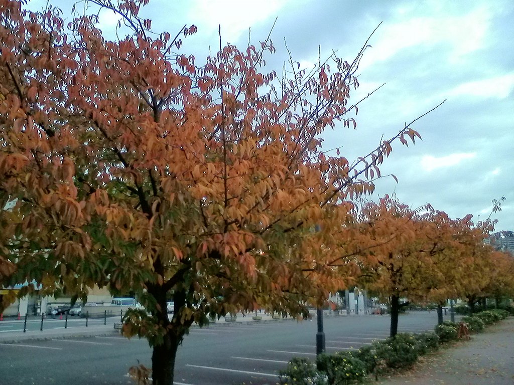 桜紅葉