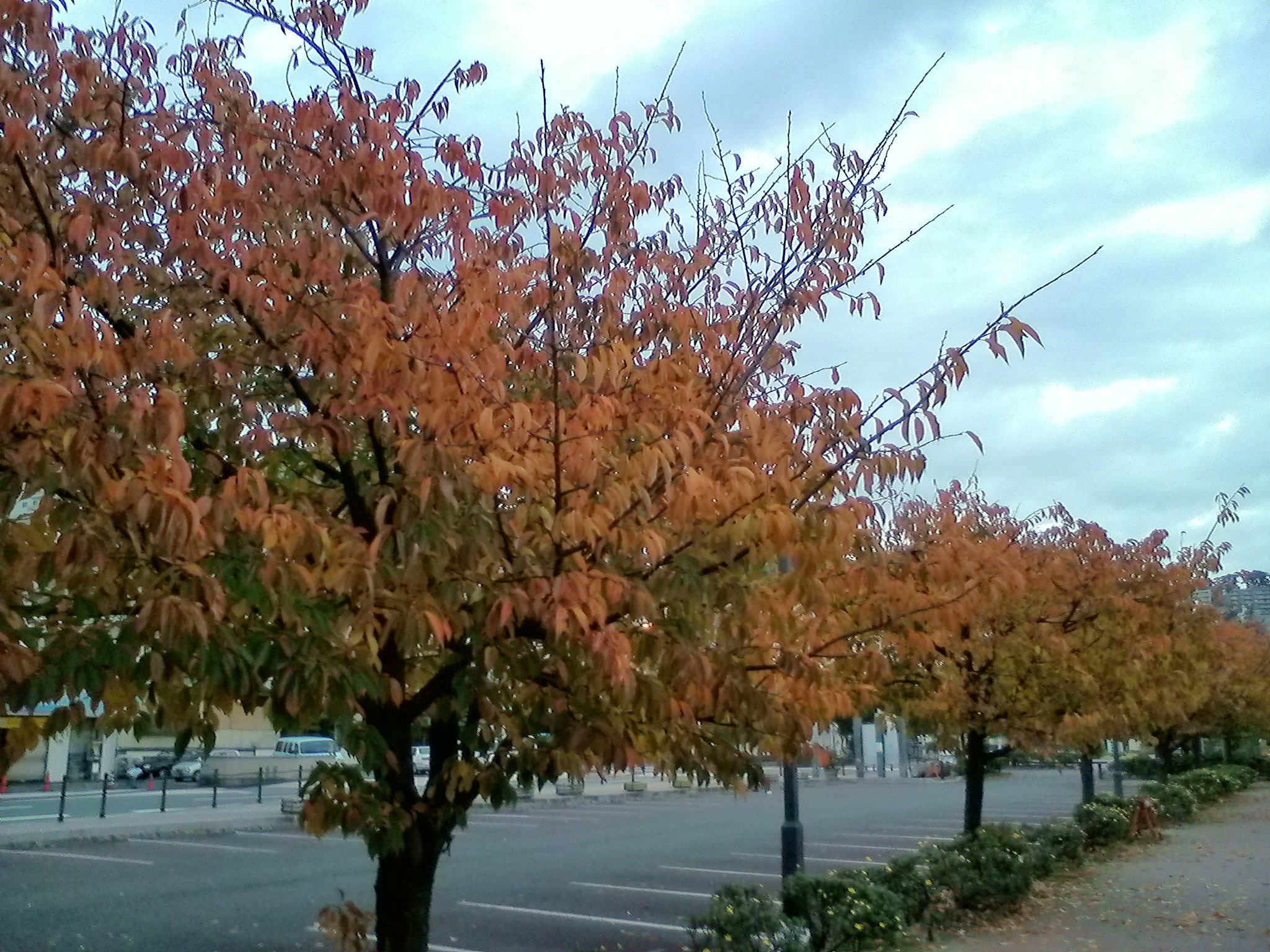 桜紅葉