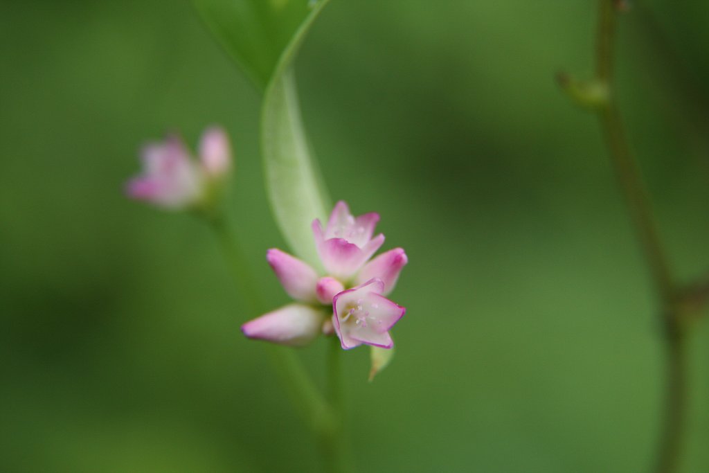 開花したママコノシリヌグイ