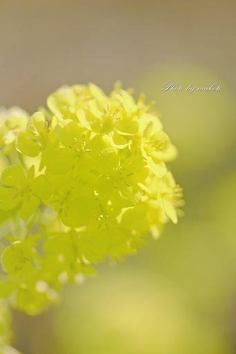 待ち遠しい春