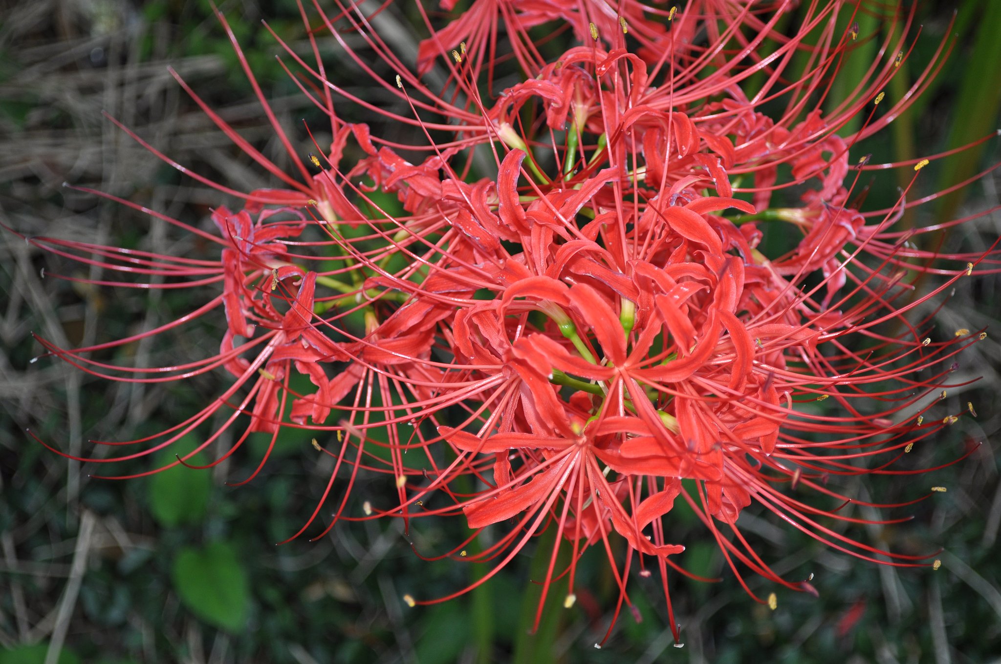 彼岸花