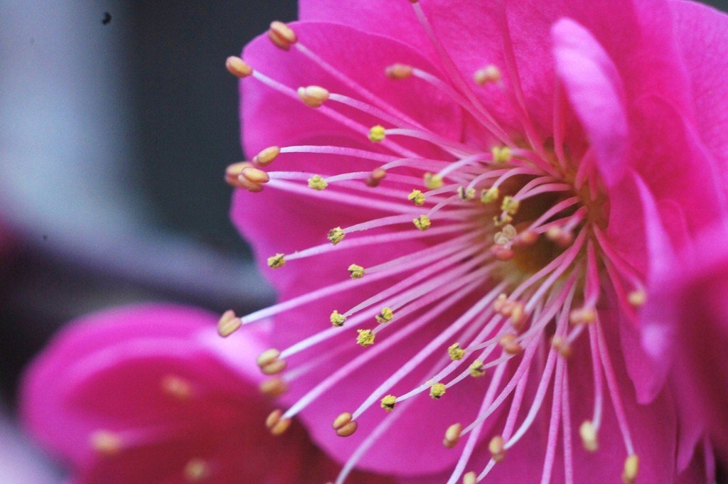 Zoomar Macro Kilar 90mmF2.8