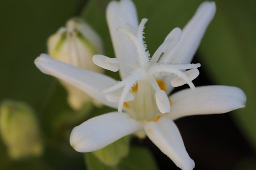 ホトトギス（白花）　其の弐