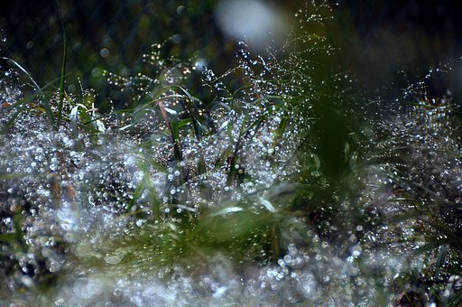 雨あがり雑草を撮ってみました