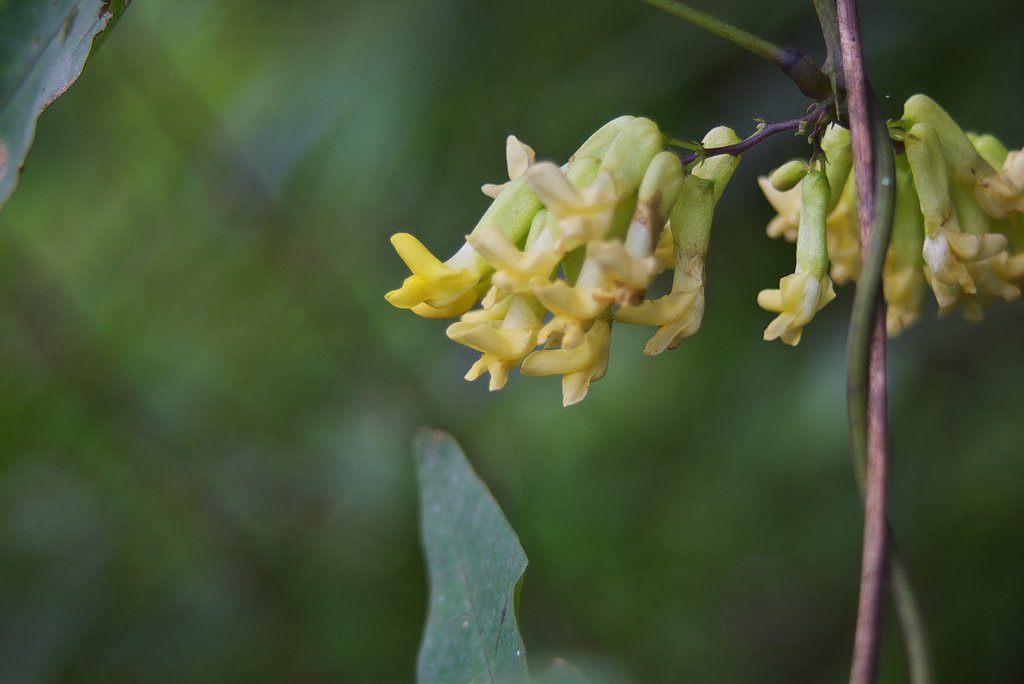 ミツマタ似のつる草の花