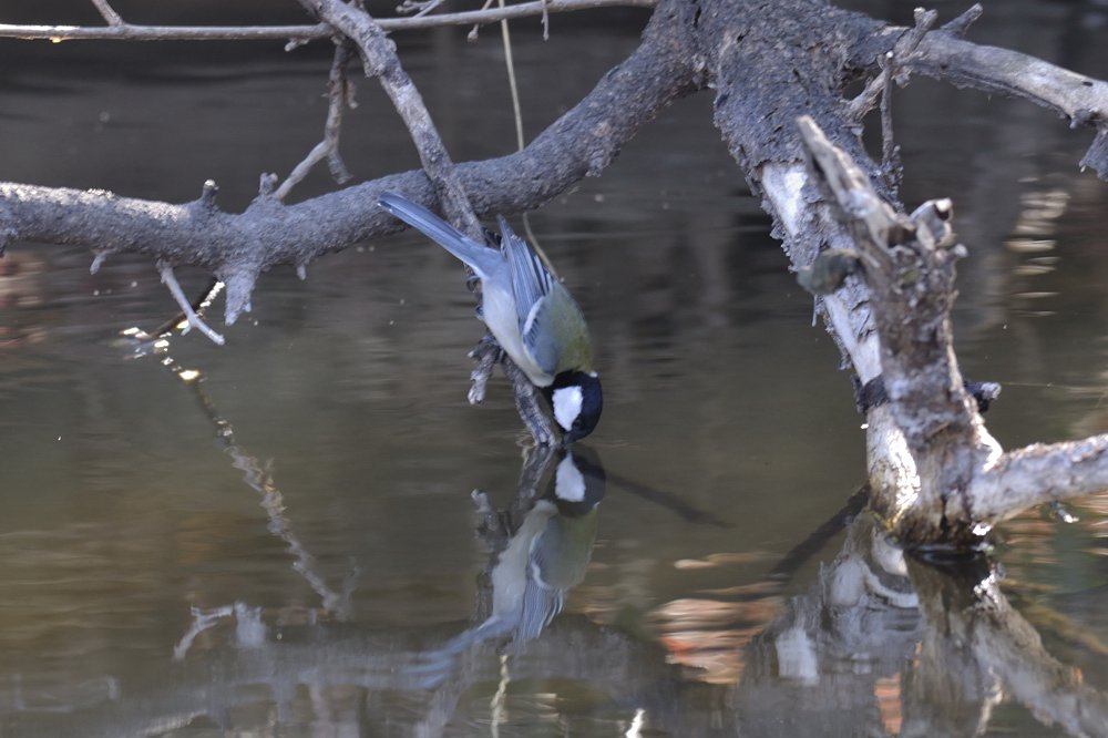 水を飲むシジュウカラ