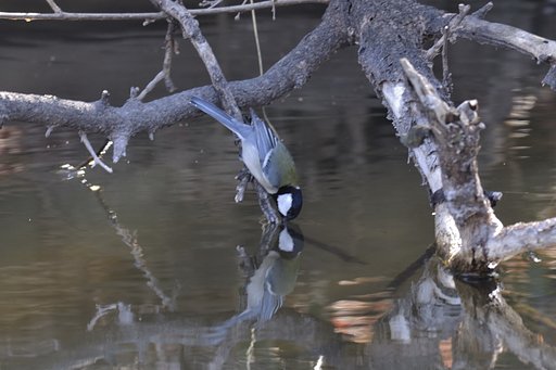水を飲むシジュウカラ