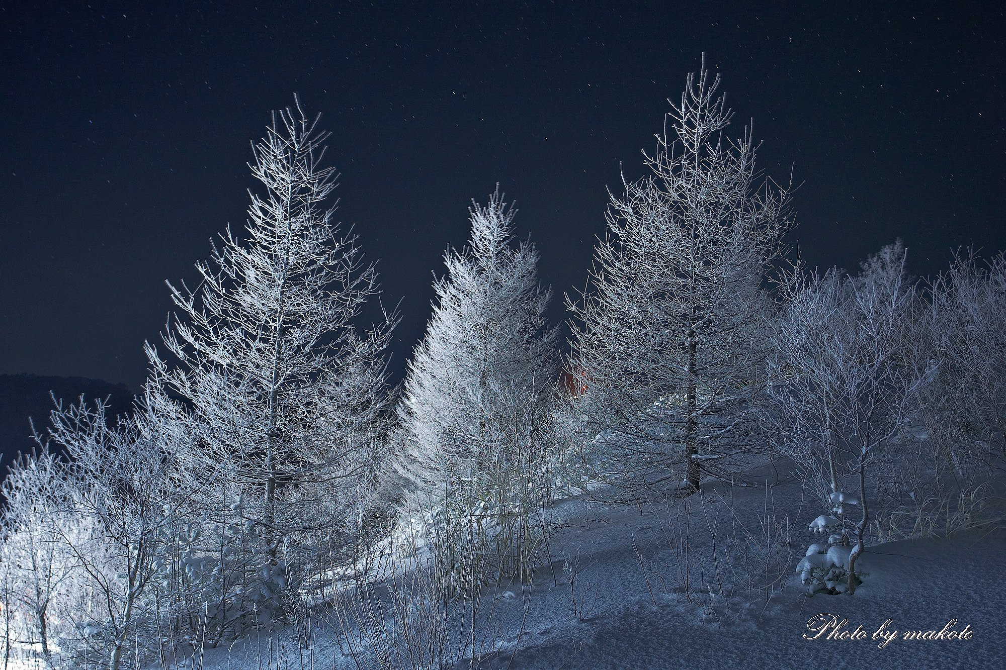 White tree