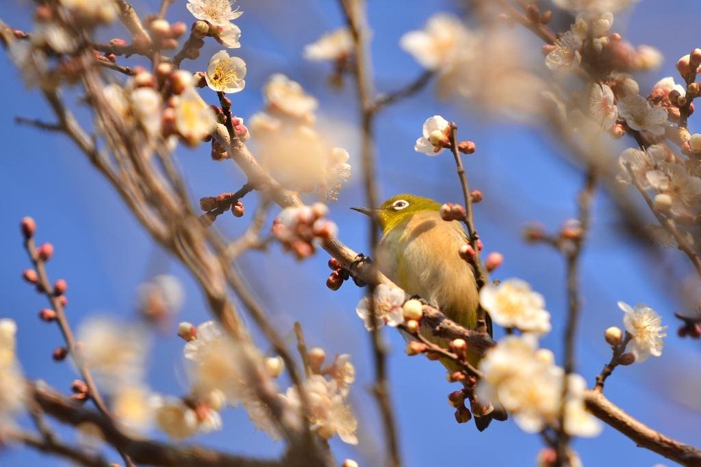 ウメジロ