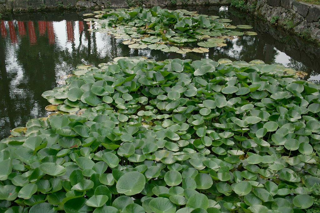 【写真しりとり】無くて七癖　→　「せ」