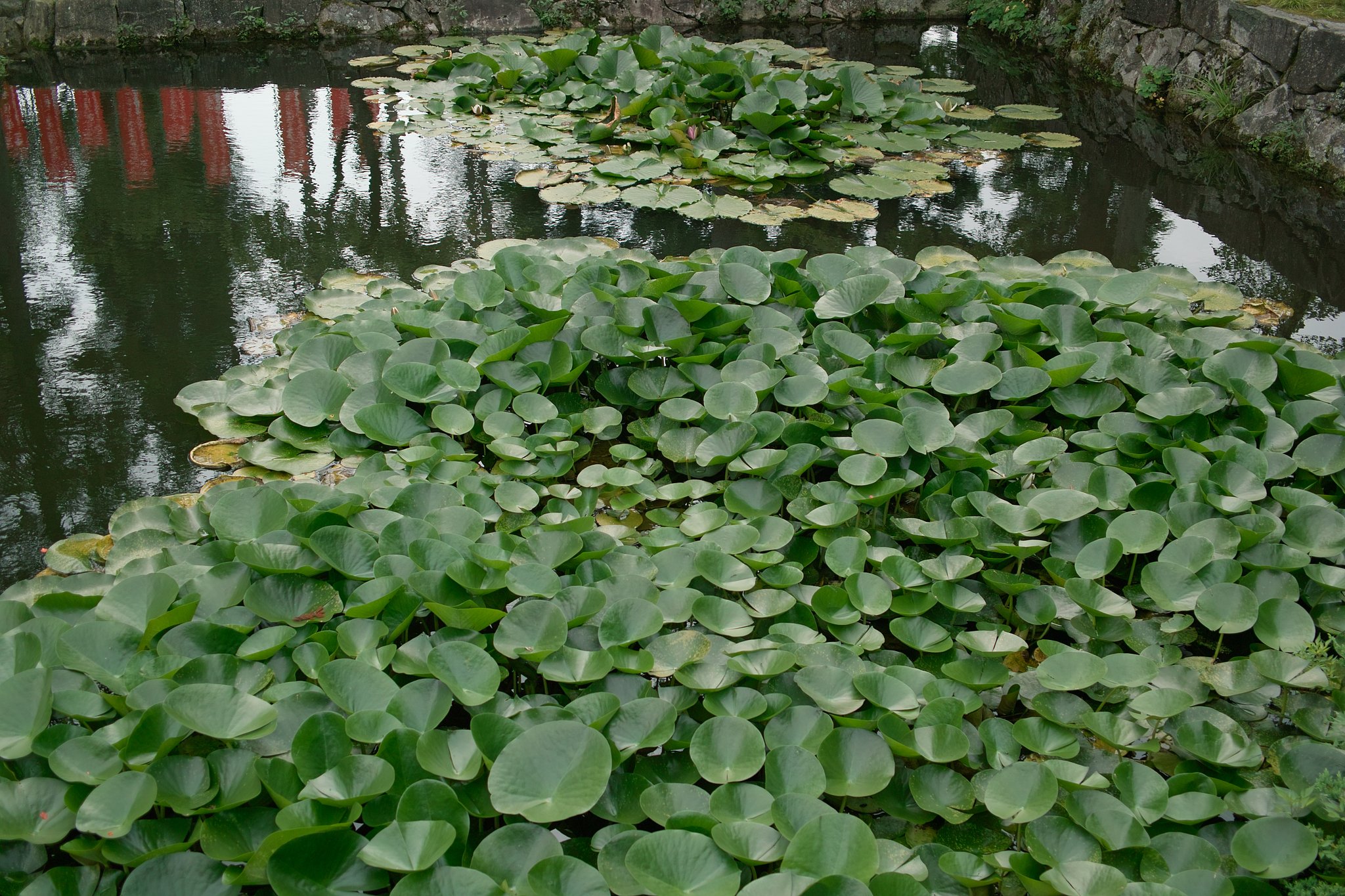 【写真しりとり】無くて七癖　→　「せ」