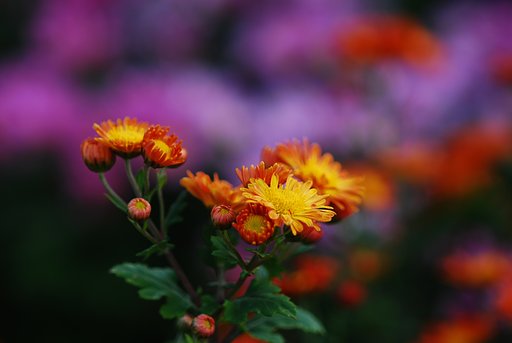 小菊