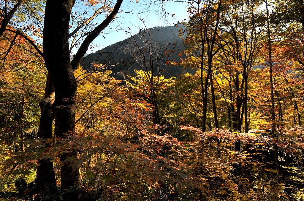 付知峡の紅葉
