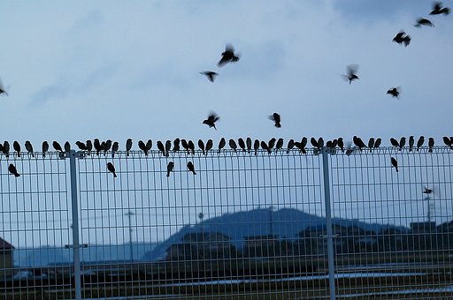 何が起こるのか雀群がる