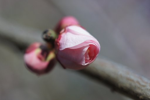 今日も梅見に・・・