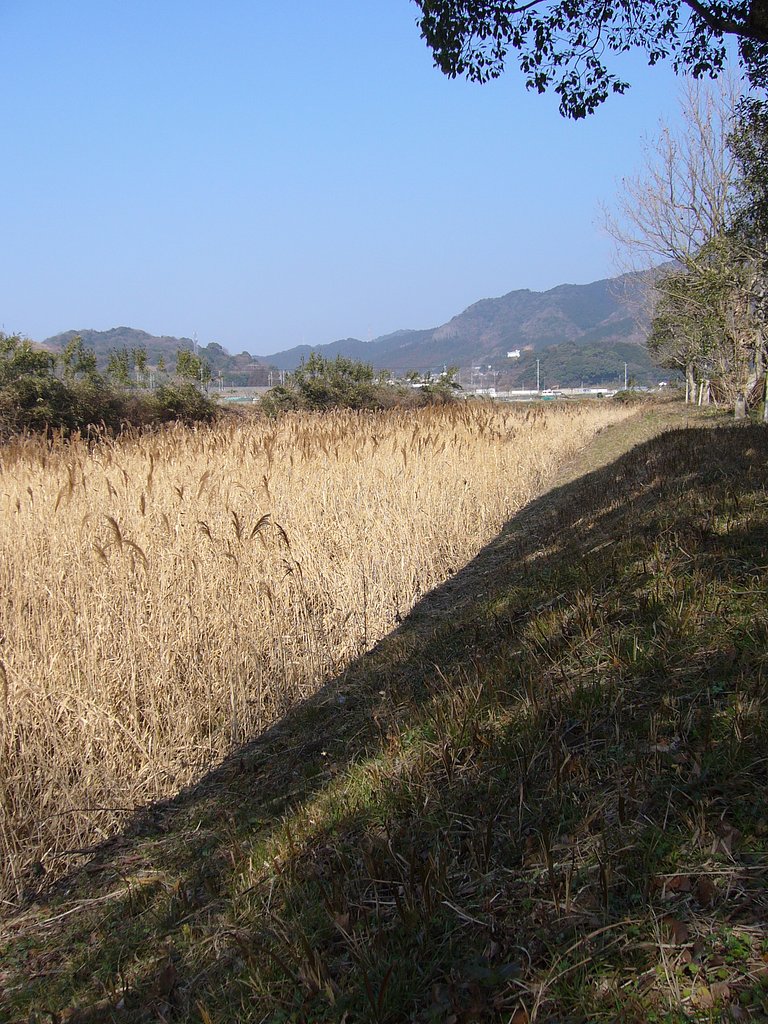 葦は悪し？