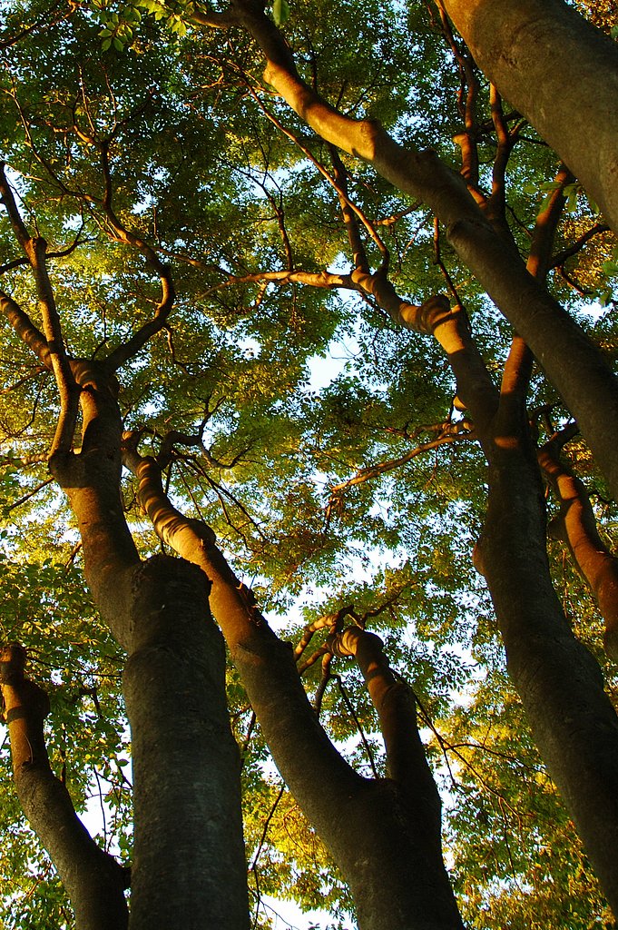 夕照（欅）