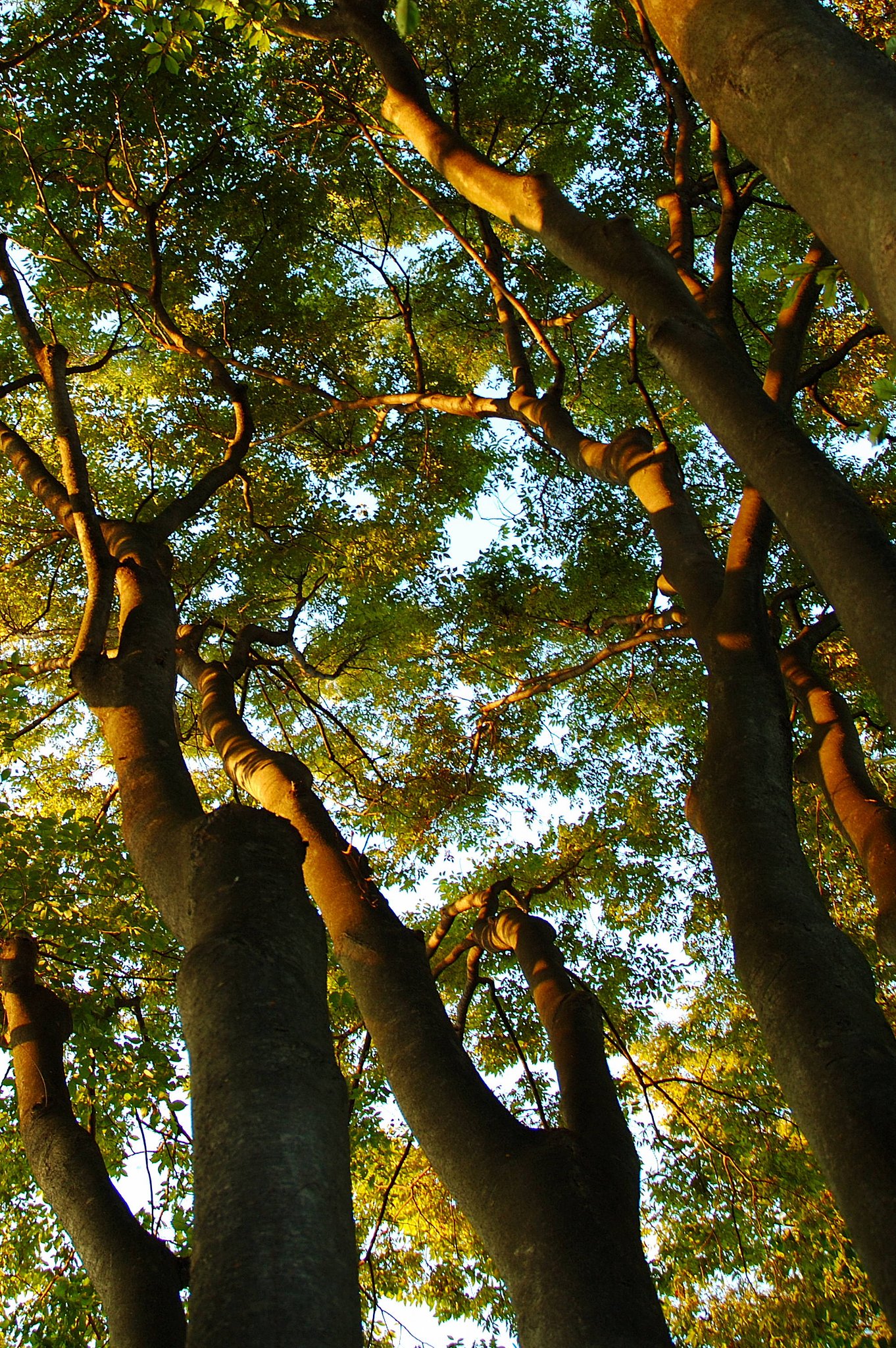 夕照（欅）