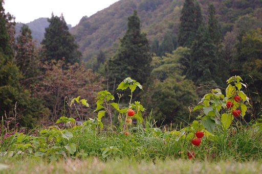 名残の鬼灯