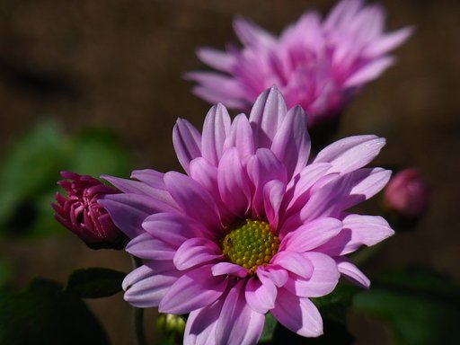 菊薫る季節①