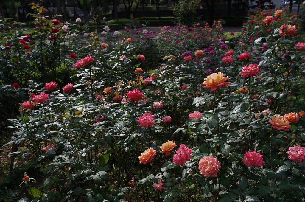 薔薇の季節