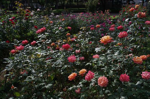 薔薇の季節