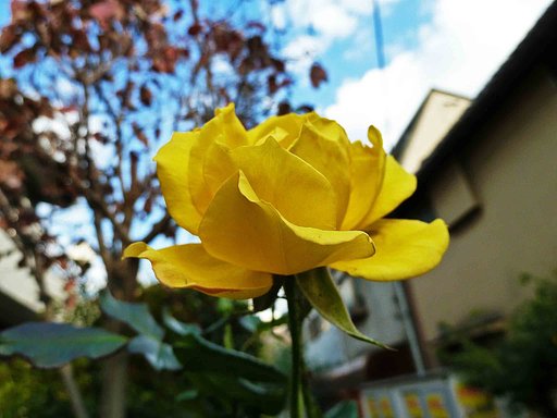 【Y ROSE】