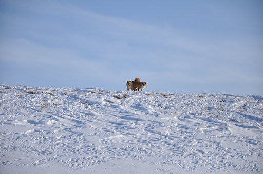 雪原の北きつね