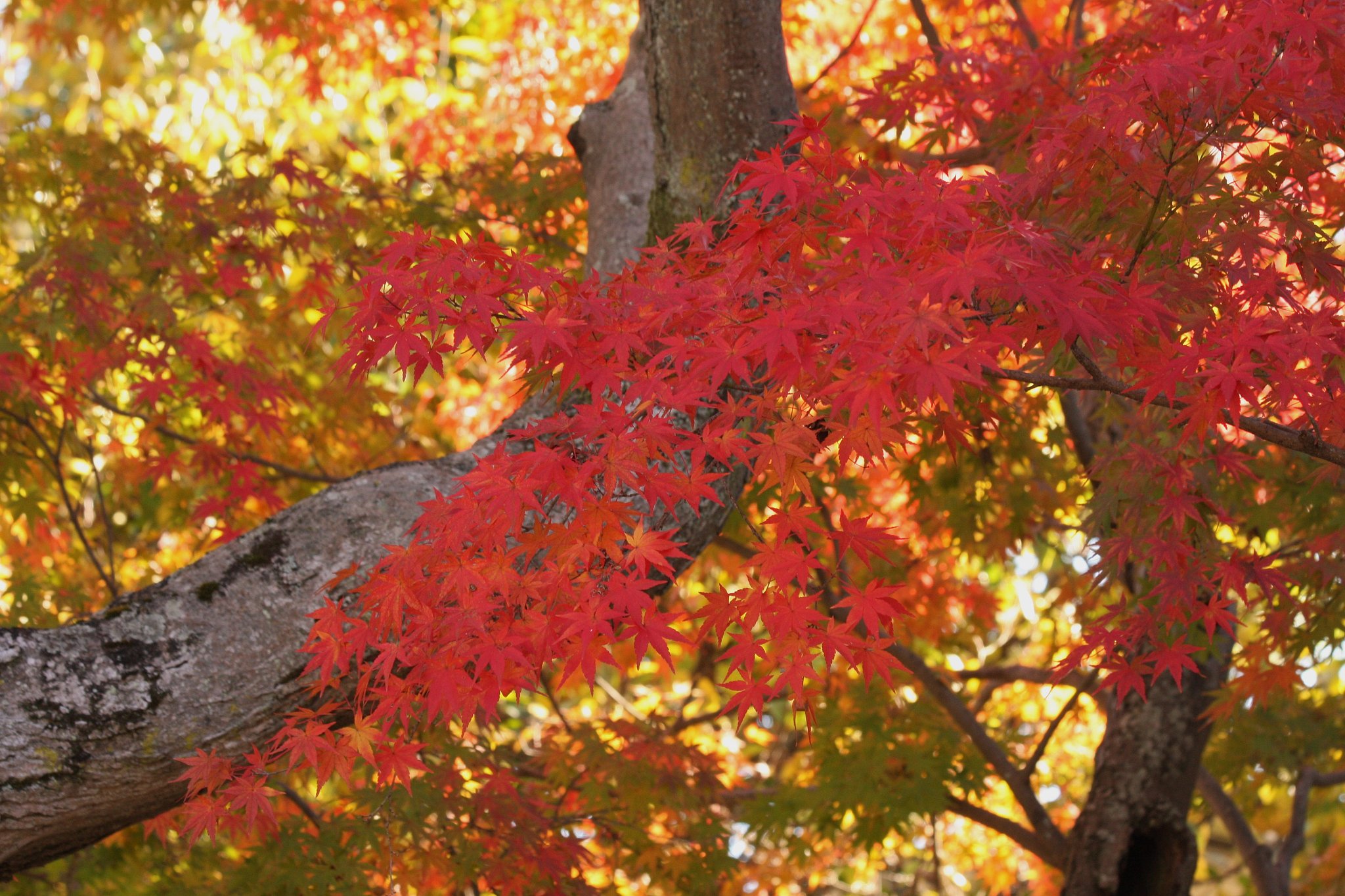 紅葉真っ盛り