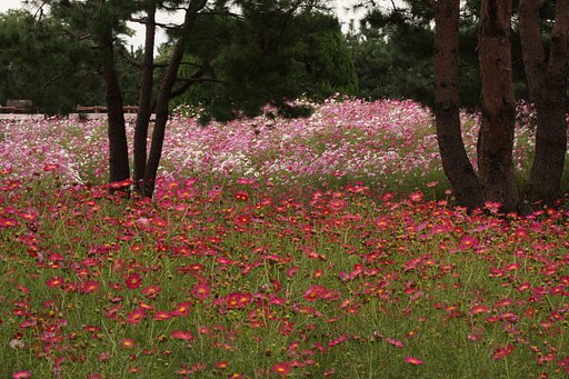 林間のコスモス