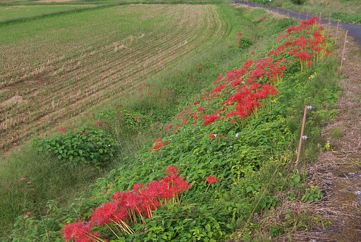 蒲生川土手のヒガンバナ