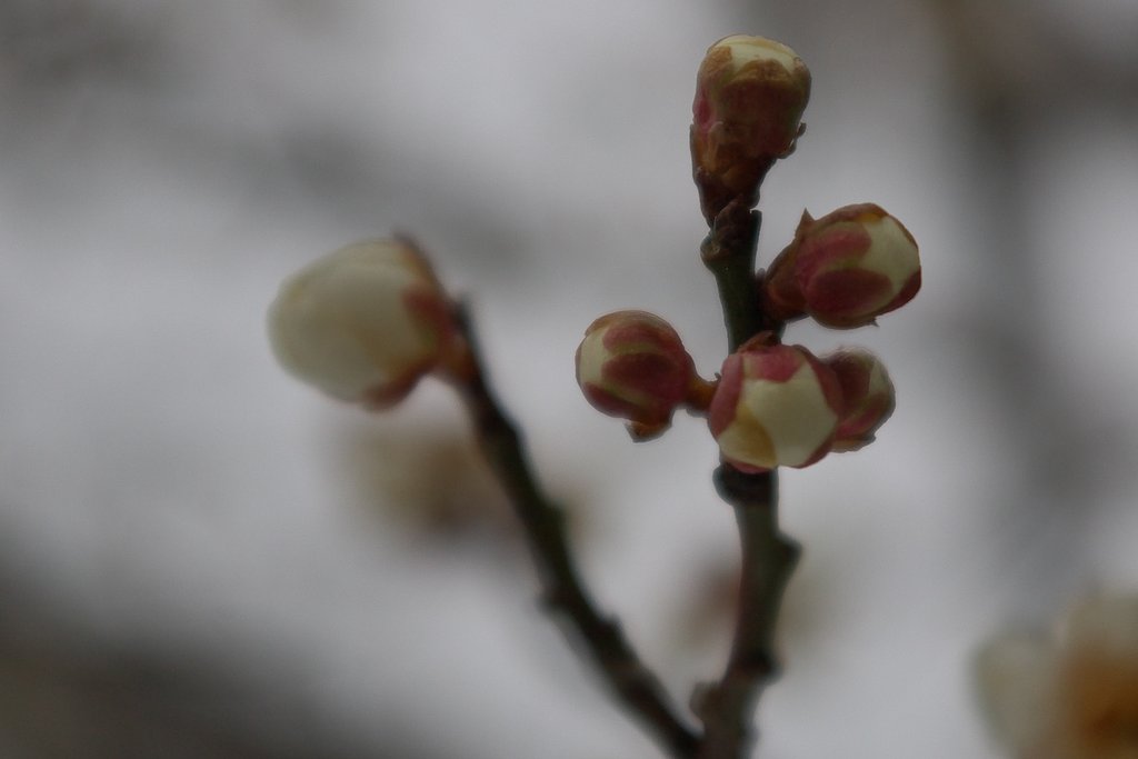 まだ蕾!