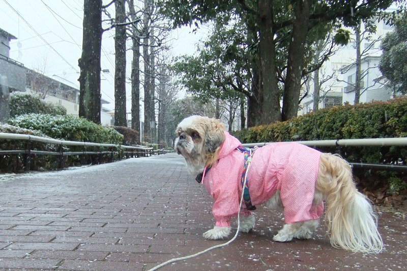 雪が降ってきた〜♪