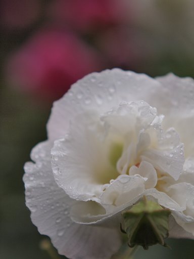 八重の芙蓉？