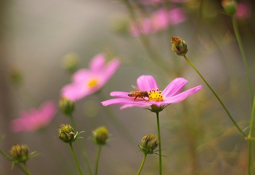 昔のレンズで