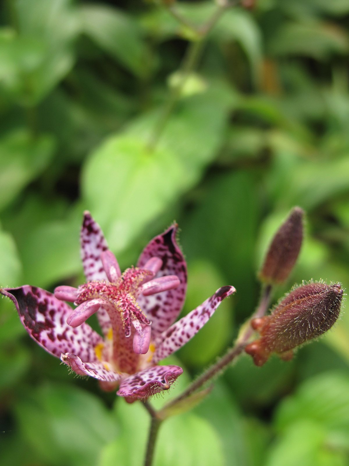 ホトトギス