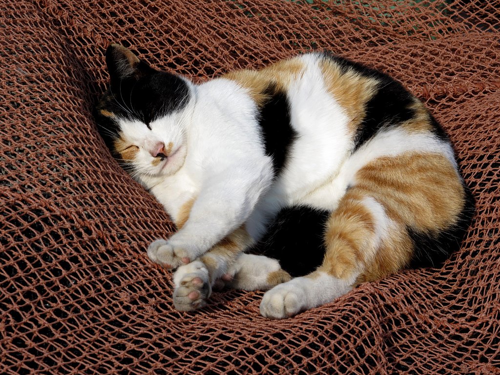 漁港の猫