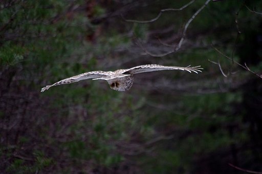 フクロウの狩り-その３